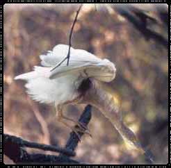 Bharatpur Bird Sanctuary 